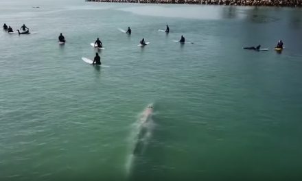 Gray Whale Cruises Through Line Up