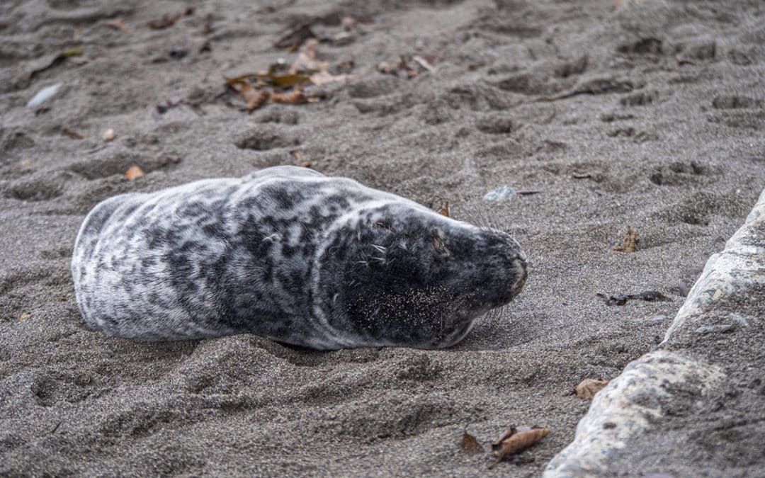 How To Save A Seal At The Beach