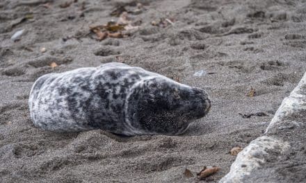 How To Save A Seal At The Beach