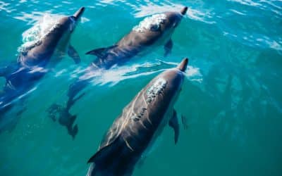 5 Places to Surf with Dolphins
