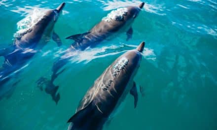 5 Places to Surf with Dolphins