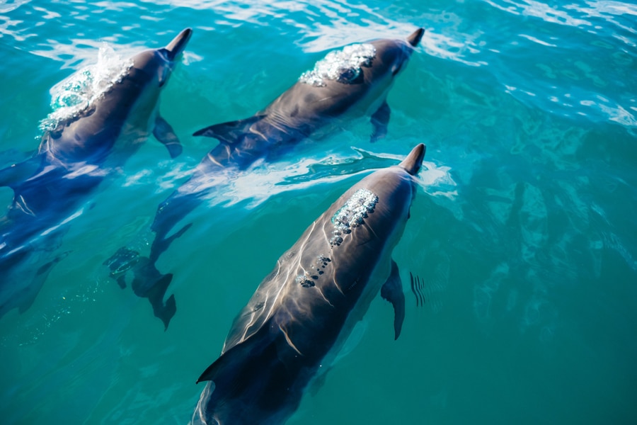 5 Places to Surf with Dolphins