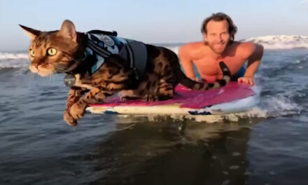 Mavi The Surfing Cat