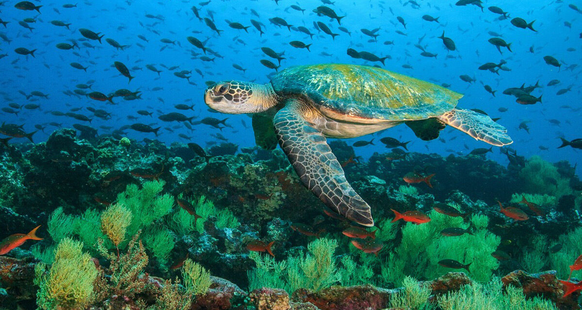 Protecting The Ocean