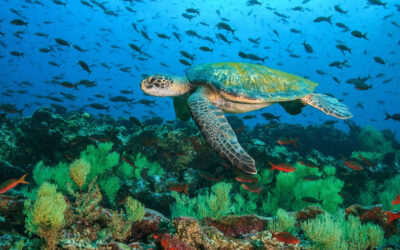 Protecting The Ocean