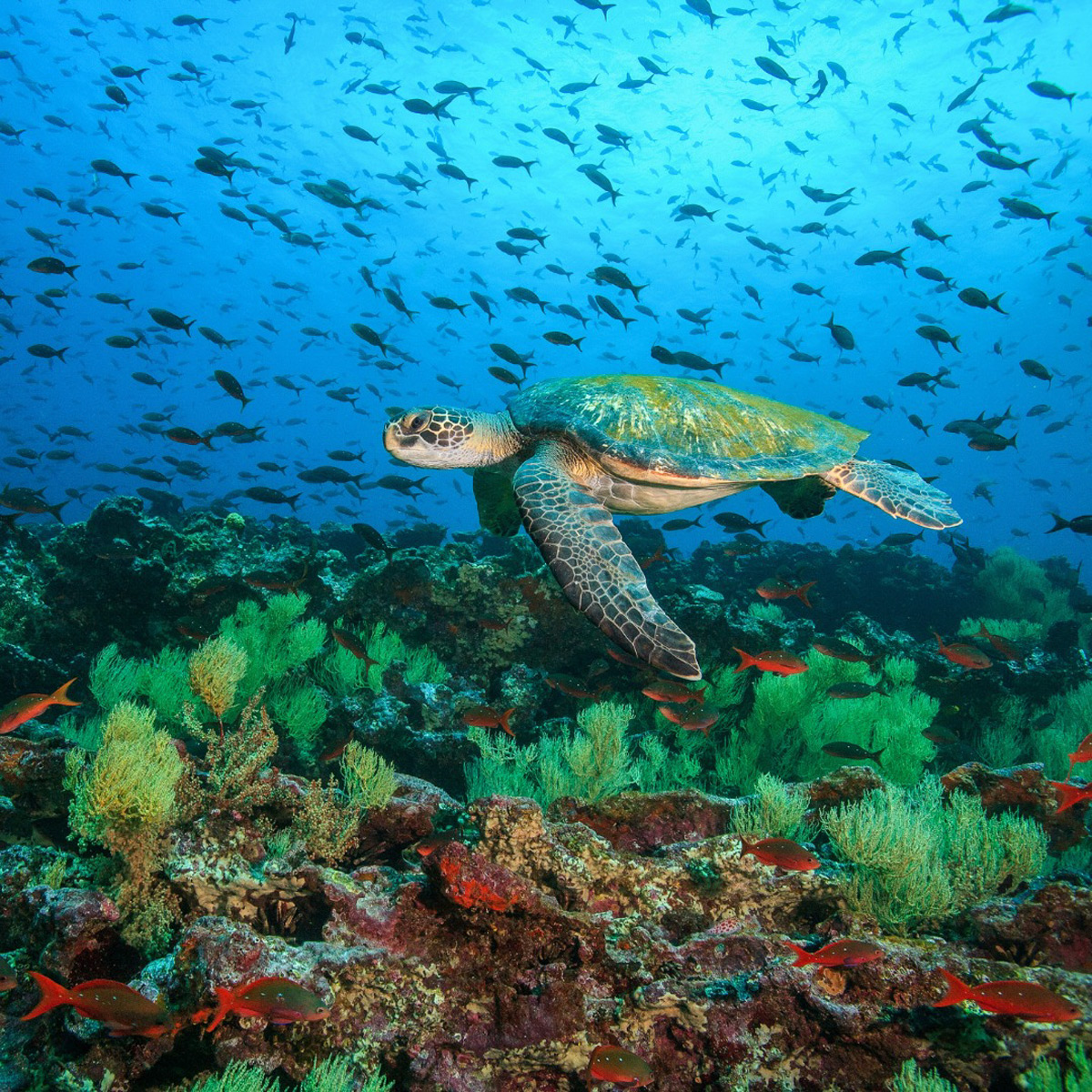 Oceana