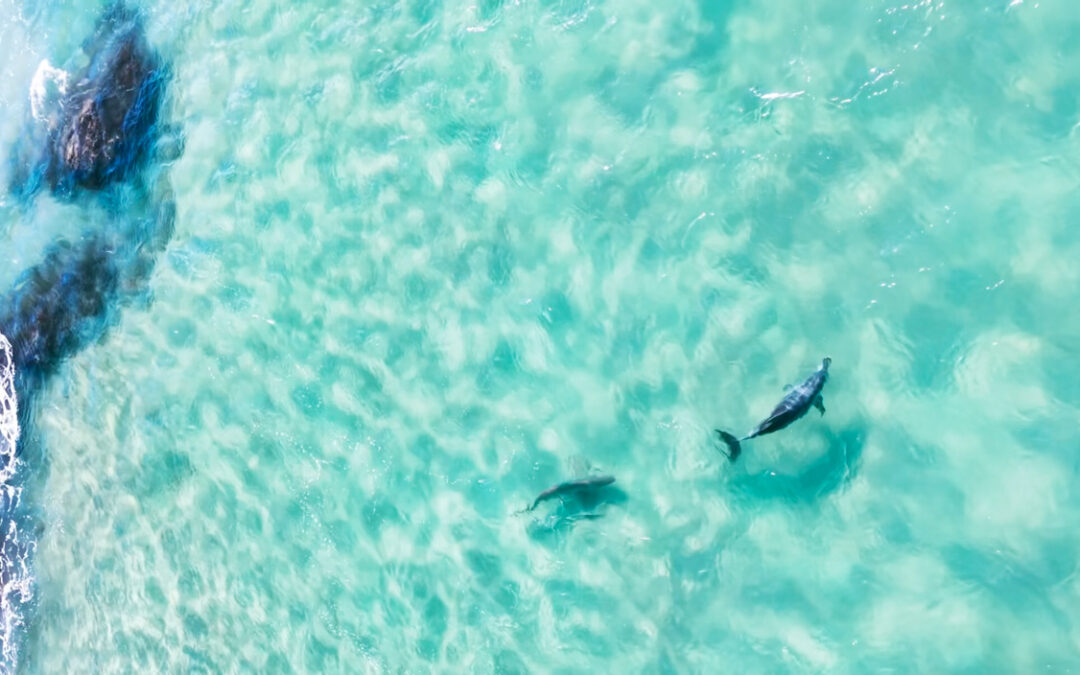 Shark v Dolphin Chase Capture