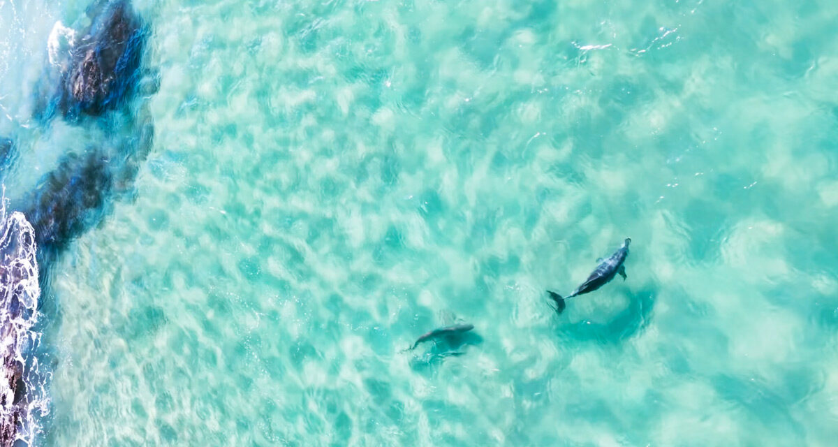 Shark v Dolphin Chase Capture