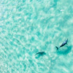 Shark v Dolphin Chase Capture