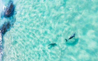 Shark v Dolphin Chase Capture
