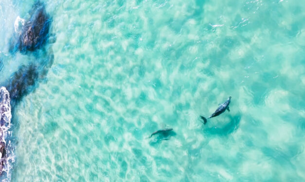Shark v Dolphin Chase Capture